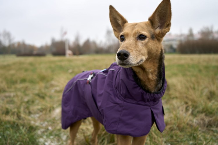 Ocieplana-kurtka-dla-psa-Truelove-Eco-fioletowa