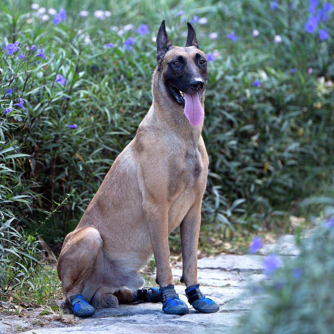 pies na szlaku górskim, buty trekkingowe psa widoczne na kamienistej ścieżce