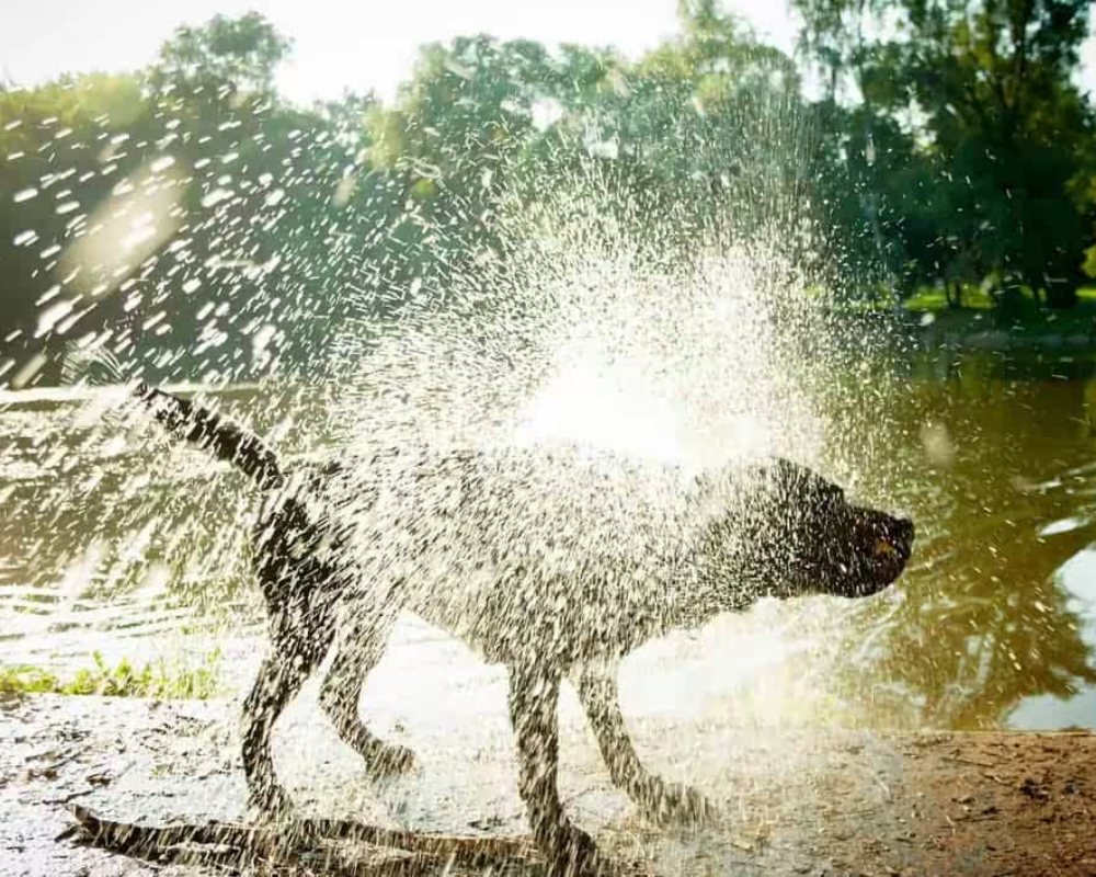 pies dyszący w upał — objaw przegrzania