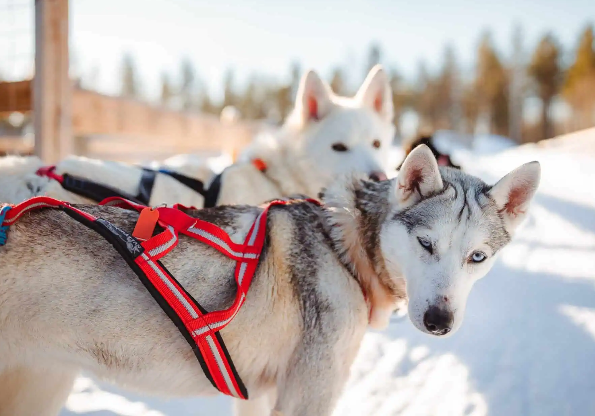 husky w szelkach sportowych typu sled podczas treningu canicrossu - sprzęt dostosowany do silnego instynktu zaprzęgowego rasy