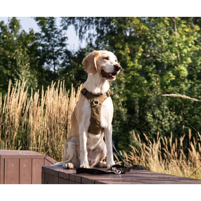 Szelki Truelove Adventure Dog khaki - odblaskowe taśmy 3M Scotchlite widoczne na Cordurze, odpinany przód przy szyi psa w terenie