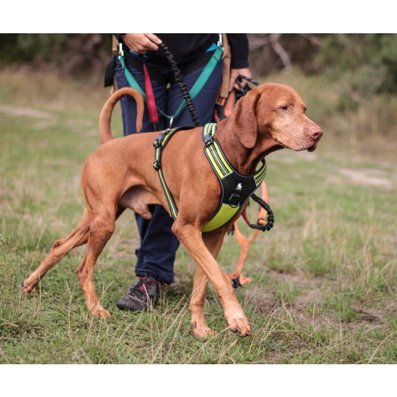 Szelki Truelove Security na dużym psie podczas dogtrekkingu - widok rączki i D-ringów w terenie