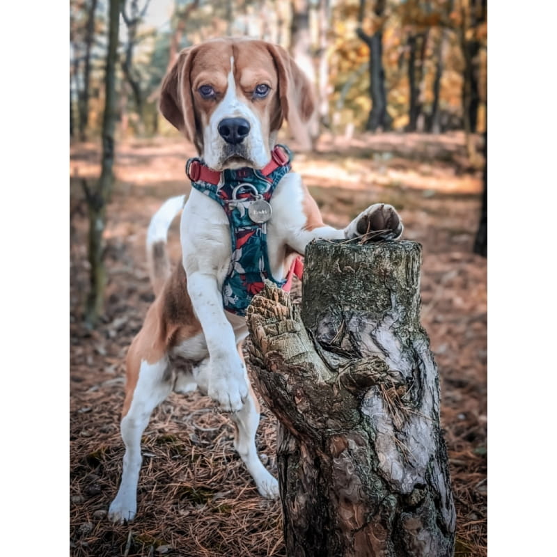 Szelki Truelove Front Line Premium Tropical w turkusowym tropikalnym wzorze na beagle - widok na komplet z obrożą i smyczą Tropical