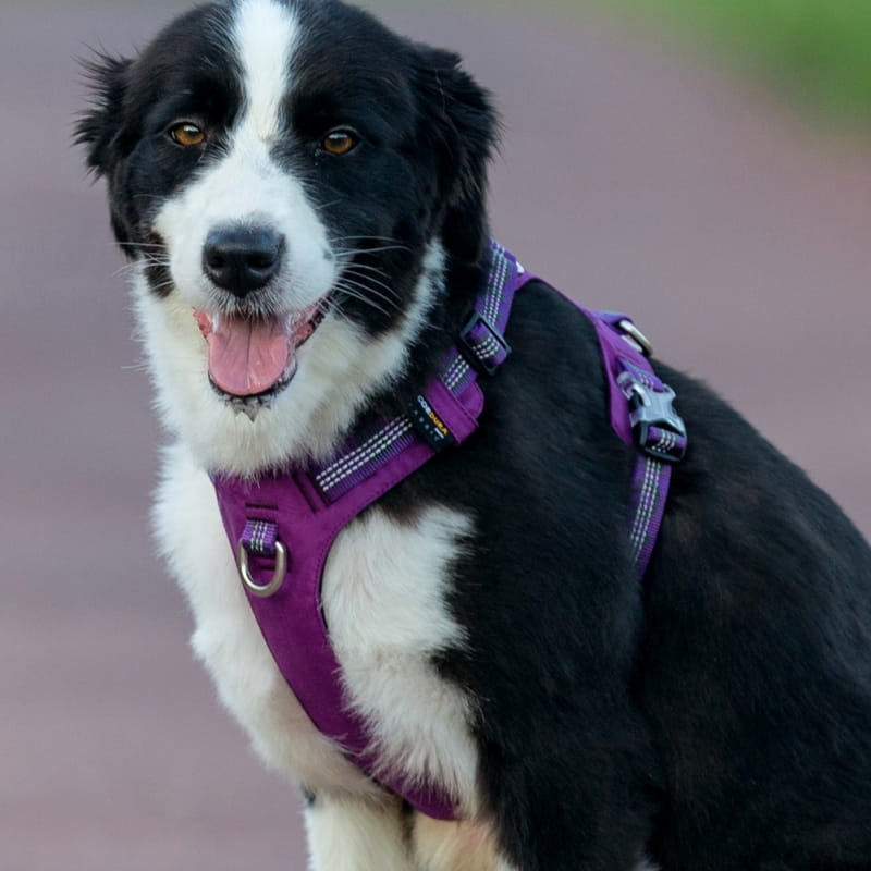 szelki easy walk dla border collie - przedni D-ring ograniczający ciągnięcie przy instynkcie zaganiania rowerów i biegaczy