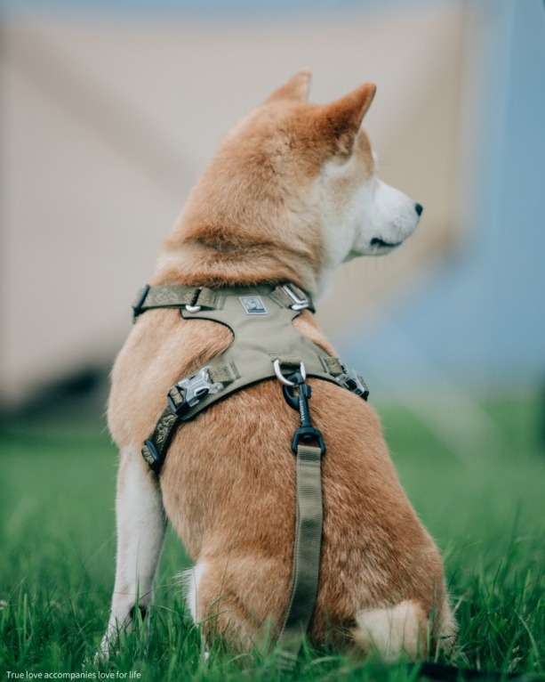 Szelki Truelove Adventure soft khaki na psie podczas dogtrekkingu