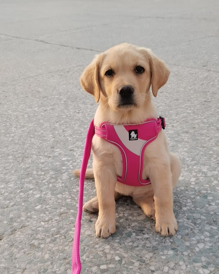 szczeniak golden retriever w lekkich szelkach guard - dobór sprzętu uwzględniający ryzyko dysplazji w okresie wzrostu
