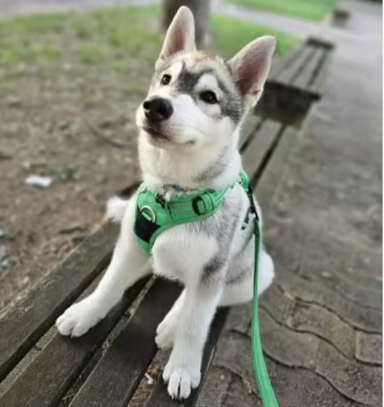 szczeniak husky w lekkich szelkach guard - dobór sprzętu uwzględniający szybki rozwój i wczesne objawy instynktu ciągnięcia