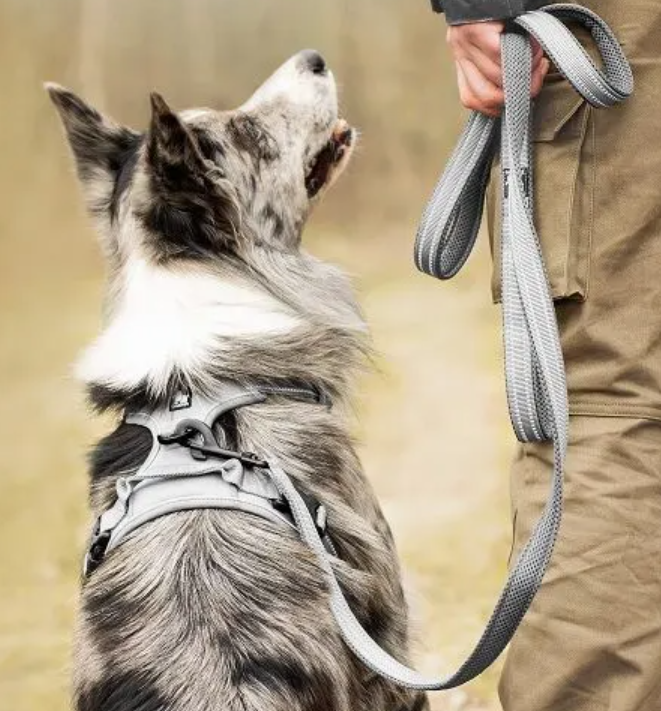 border collie w szelkach guard - dopasowanie do lekkiej umięśnionej budowy ciała rasy pasterskiej