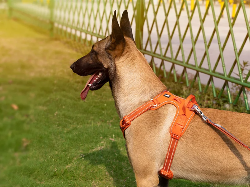szelki Truelove 2w1 guard i easy walk — dwa punkty przypięcia smyczy na grzbiecie i na klatce piersiowej
