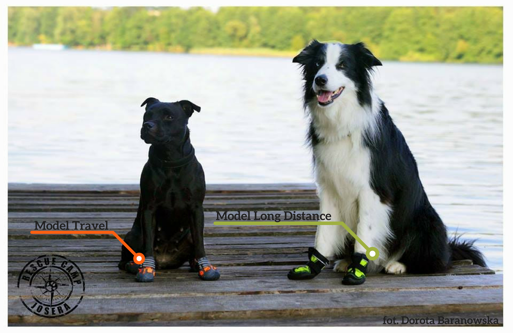 Pies w butach podczas spaceru na smyczy